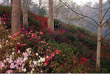 古墓丽影系列25周年 亚马逊会员免费领《崛起》
